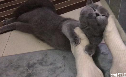 貓什么時(shí)候發(fā)春 貓一年發(fā)幾次情 貓什么時(shí)候發(fā)春 貓一年發(fā)幾次情