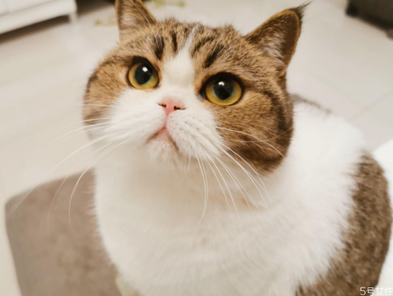 貓發(fā)情一直叫 貓咪發(fā)情怎么辦 貓發(fā)情一直叫 貓咪發(fā)情怎么辦