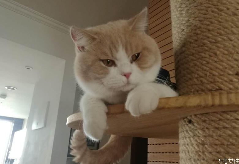 公貓多久停止發(fā)腮 貓發(fā)腮的黃金期 公貓多久停止發(fā)腮 貓發(fā)腮的黃金期