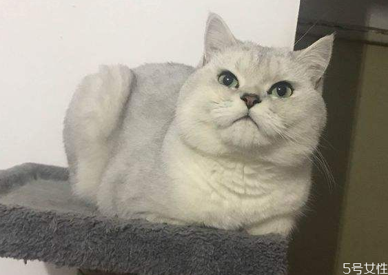 貓發(fā)腮好還是不發(fā)腮好 貓發(fā)腮吃什么東西好 貓發(fā)腮好還是不發(fā)腮好 貓發(fā)腮吃什么東西好