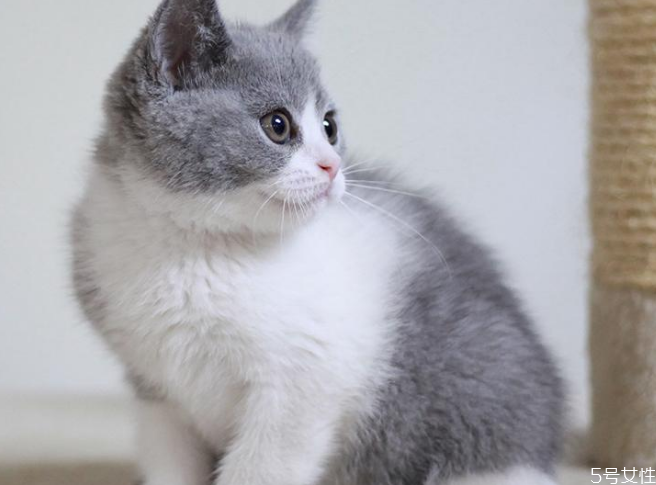 怎樣挑選英短 英短藍(lán)貓母貓好還是公貓好 怎樣挑選英短 英短藍(lán)貓母貓好還是公貓好