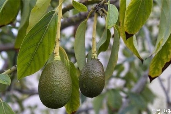 牛油果可以直接敷臉嗎 牛油果敷臉會(huì)美白嗎 牛油果可以直接敷臉嗎 牛油果敷臉會(huì)美白嗎