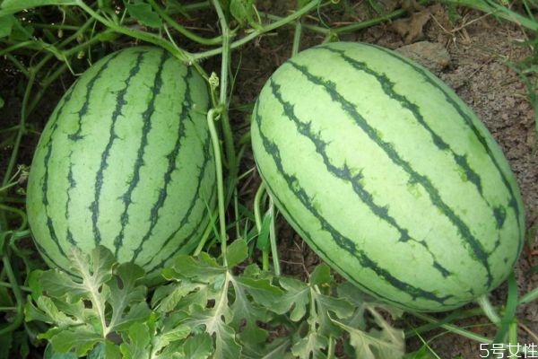 西瓜一切就裂開怎么回事 西瓜一碰就裂是好是壞 西瓜一切就裂開怎么回事 西瓜一碰就裂是好是壞