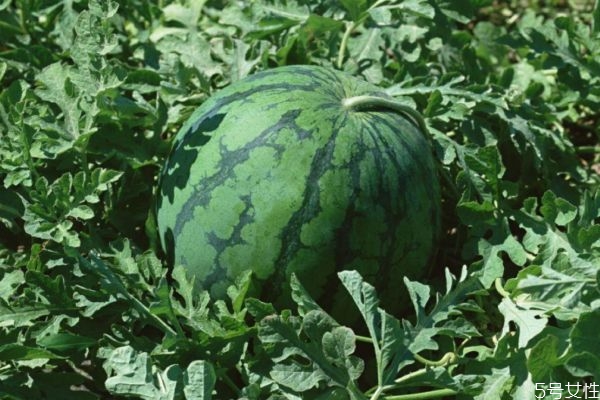 西瓜裂開(kāi)了怎么保存 西瓜怎么保存 西瓜裂開(kāi)了怎么保存 西瓜怎么保存