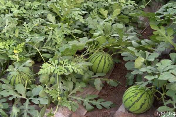 ?西瓜中間裂開能吃嗎 怎樣防止西瓜開裂 ?西瓜中間裂開能吃嗎 怎樣防止西瓜開裂