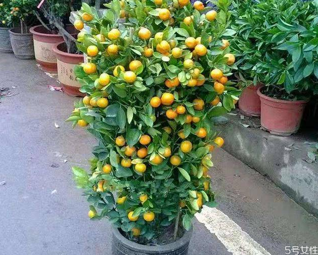 金錢橘樹盆栽能放家里嗎 金錢橘怎么擺放 金錢橘樹盆栽能放家里嗎 金錢橘怎么擺放