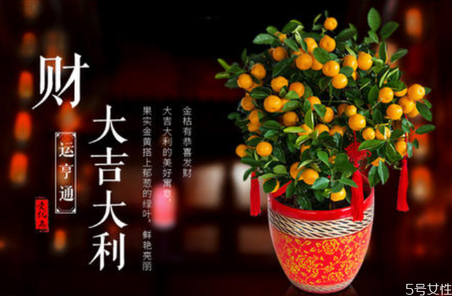 金錢橘樹(shù)盆栽能放家里嗎 金錢橘怎么擺放