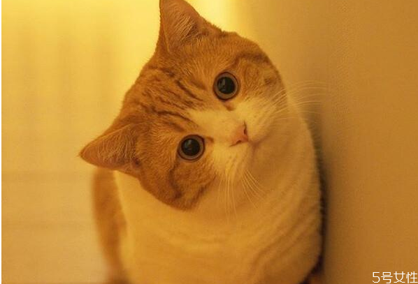 被子上有大量貓毛怎么清洗 床上全是貓毛有什么危害 被子上有大量貓毛怎么清洗 床上全是貓毛有什么危害