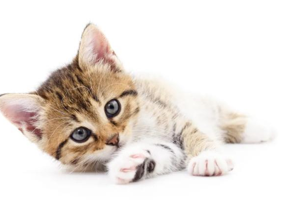 洗衣服能把貓毛洗掉嗎 洗衣機里放什么吸貓毛 洗衣服能把貓毛洗掉嗎 洗衣機里放什么吸貓毛