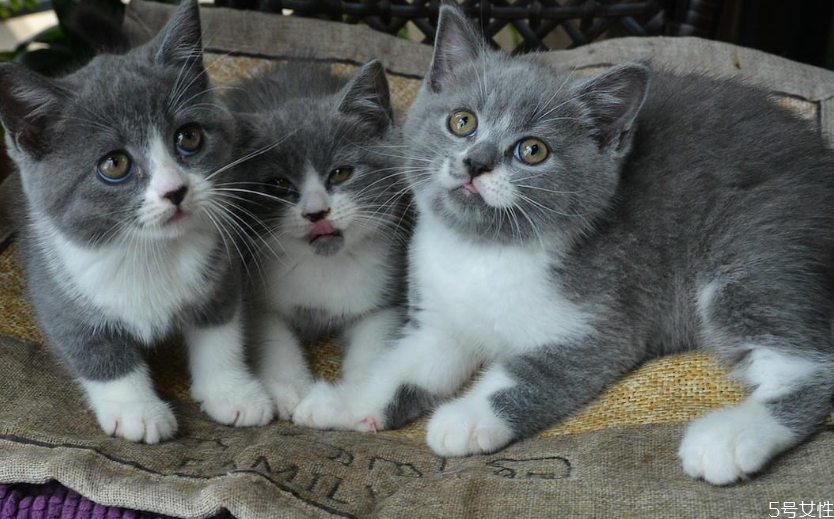 洗衣服能把貓毛洗掉嗎 洗衣機里放什么吸貓毛 洗衣服能把貓毛洗掉嗎 洗衣機里放什么吸貓毛