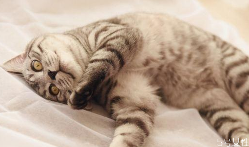 貓咪掉毛嚴(yán)重是什么原因 貓咪掉毛怎么解決 貓咪掉毛嚴(yán)重是什么原因 貓咪掉毛怎么解決