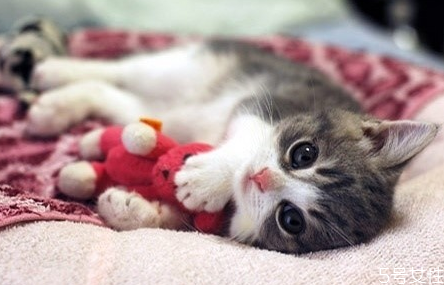 貓?zhí)\會(huì)自愈嗎 貓?zhí)\多久能治好 貓?zhí)\會(huì)自愈嗎 貓?zhí)\多久能治好