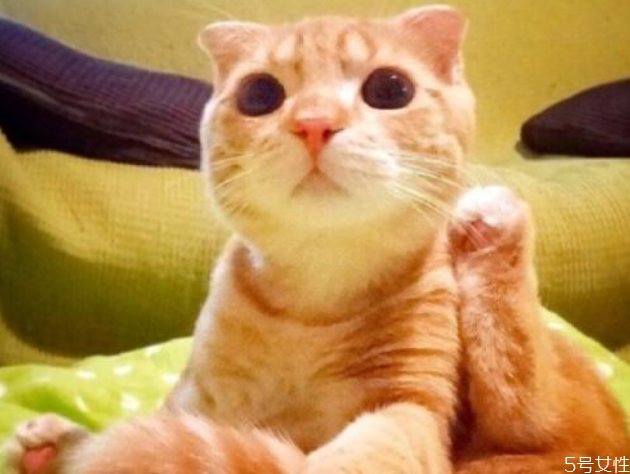 貓?zhí)\能徹底治好嗎 貓?zhí)\怎么根治 貓?zhí)\能徹底治好嗎 貓?zhí)\怎么根治