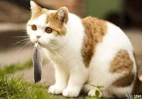 貓應激反應會自愈嗎 貓咪應激反應怎么安撫 貓應激反應會自愈嗎 貓咪應激反應怎么安撫