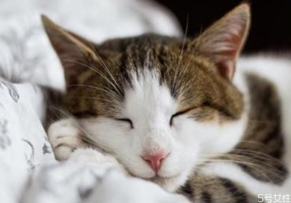 貓應激反應會自愈嗎 貓咪應激反應怎么安撫 貓應激反應會自愈嗎 貓咪應激反應怎么安撫