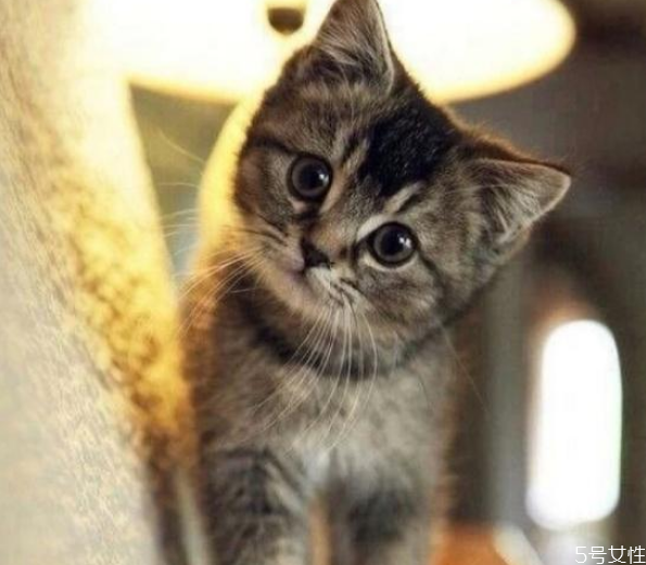 貓咪春節(jié)跟著回家好嗎 貓咪帶回家注意事項 貓咪春節(jié)跟著回家好嗎 貓咪帶回家注意事項