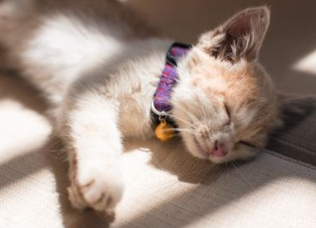 貓咪暈車回家怎么處理 貓咪暈車怎么舒緩 貓咪暈車回家怎么處理 貓咪暈車怎么舒緩