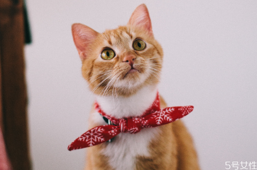 貓眼屎要每天清理嗎 貓?jiān)趺辞謇硌凼? alt=