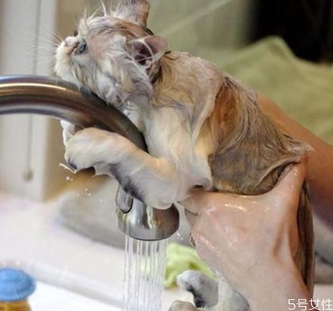 貓咪洗澡多久一次 貓咪洗澡太勤會怎么樣 貓咪洗澡多久一次 貓咪洗澡太勤會怎么樣