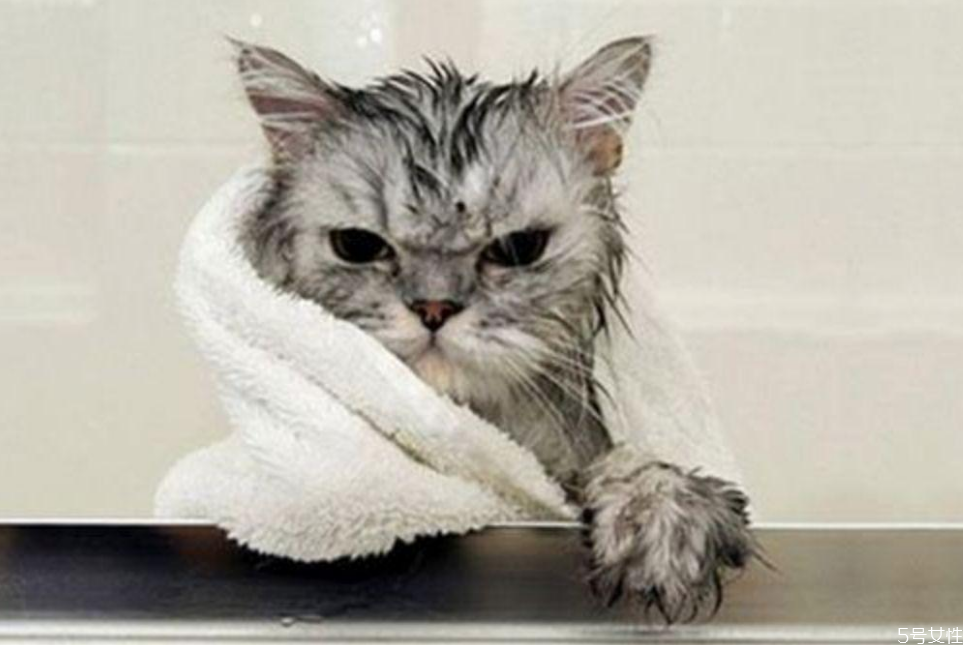 貓洗澡水溫在多少合適 貓洗澡發(fā)抖會死嗎 貓洗澡水溫在多少合適 貓洗澡發(fā)抖會死嗎