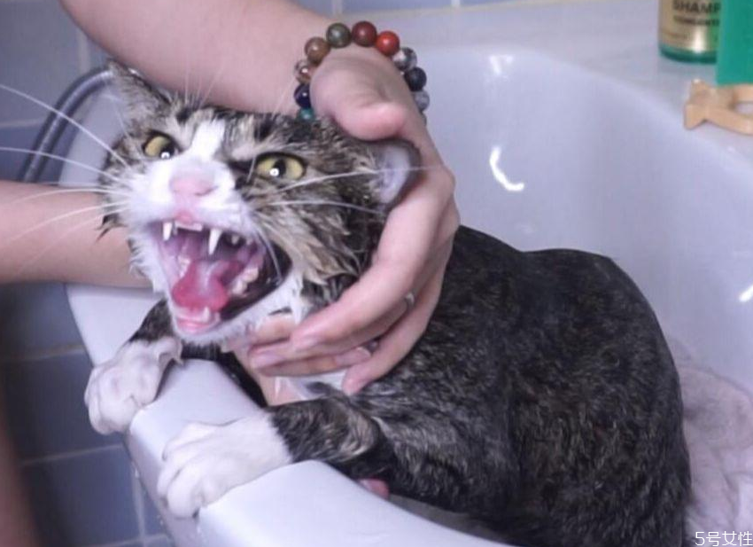 沒有沐浴露貓怎么洗澡 人用的沐浴露可以給貓用嗎 沒有沐浴露貓怎么洗澡 人用的沐浴露可以給貓用嗎