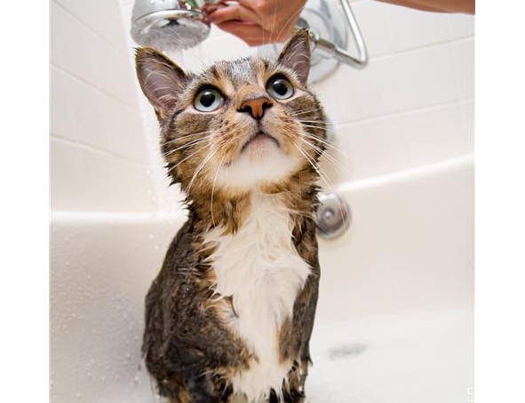 沒有沐浴露貓怎么洗澡 人用的沐浴露可以給貓用嗎 沒有沐浴露貓怎么洗澡 人用的沐浴露可以給貓用嗎