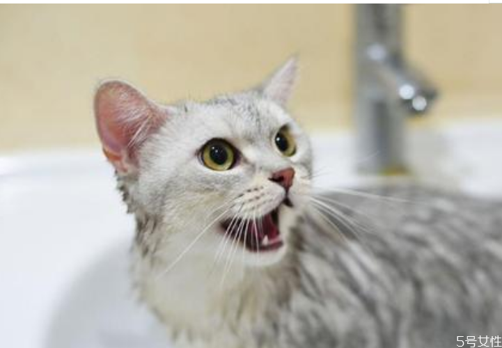 沒有沐浴露貓怎么洗澡 人用的沐浴露可以給貓用嗎 沒有沐浴露貓怎么洗澡 人用的沐浴露可以給貓用嗎