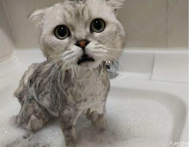 貓洗澡吹半干可以嗎 貓洗澡后不吹干的危害 貓洗澡吹半干可以嗎 貓洗澡后不吹干的危害