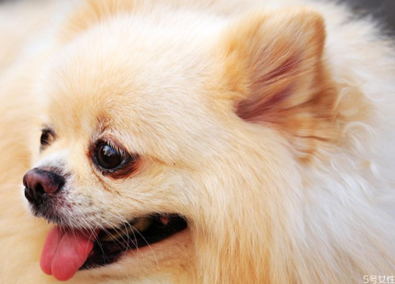 狗狗死后為什么不能碰 給狗狗正確的下葬方法 狗狗死后為什么不能碰 給狗狗正確的下葬方法