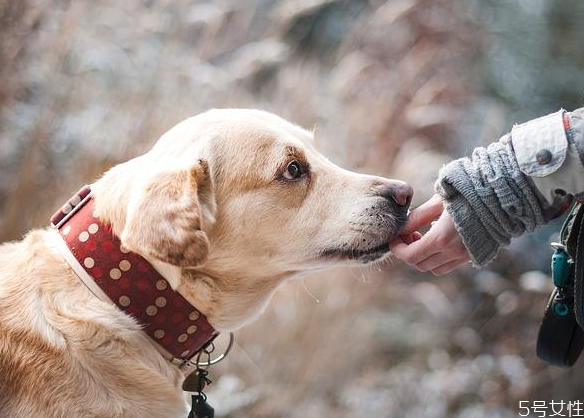 狗狗臨死前為什么嚎叫 狗狗臨死前的表現(xiàn) 狗狗臨死前為什么嚎叫 狗狗臨死前的表現(xiàn)