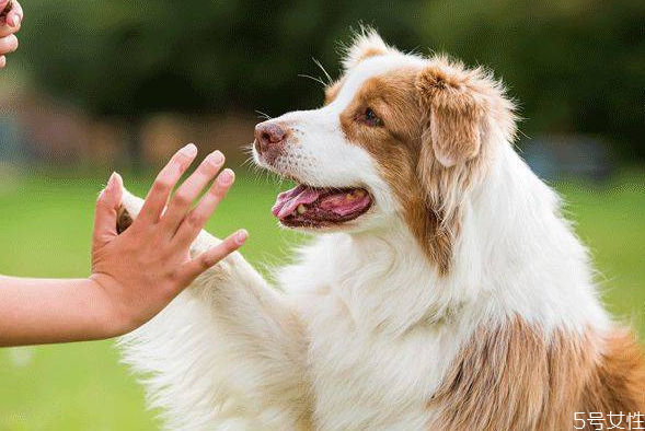 狗狗臨死前為什么嚎叫 狗狗臨死前的表現(xiàn) 狗狗臨死前為什么嚎叫 狗狗臨死前的表現(xiàn)