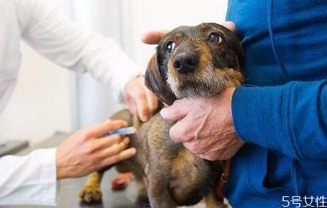 狗狗怎么訓(xùn)練才聽話 訓(xùn)練狗狗離開主人不叫 狗狗怎么訓(xùn)練才聽話 訓(xùn)練狗狗離開主人不叫