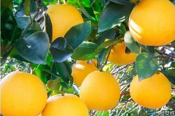 胡柚口感怎么樣 胡柚為什么有點(diǎn)苦 胡柚口感怎么樣 胡柚為什么有點(diǎn)苦