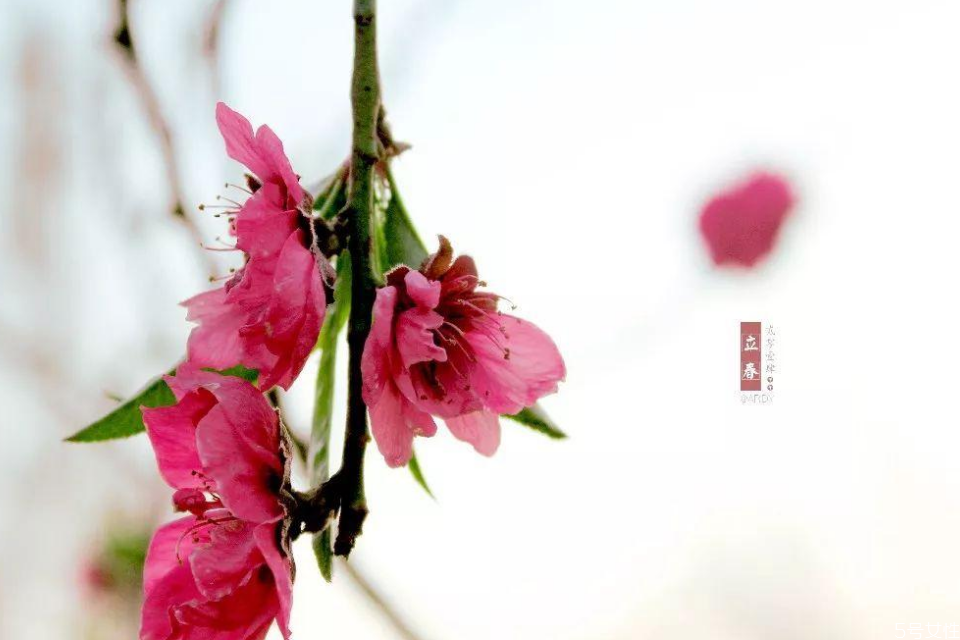 立春不宜做哪些事情 立春禁忌 立春不宜做哪些事情 立春禁忌