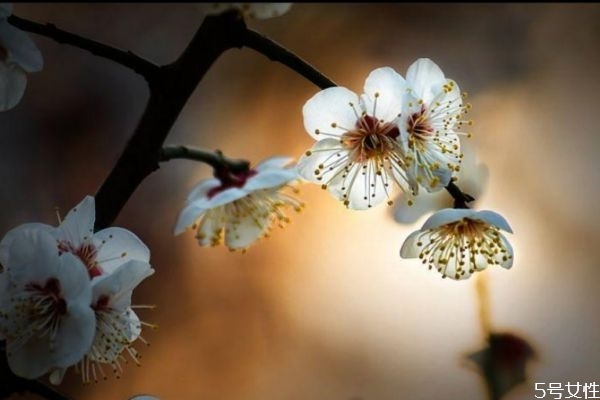 沒躲春怎么辦 2021年什么人需要躲春 沒躲春怎么辦 2021年什么人需要躲春