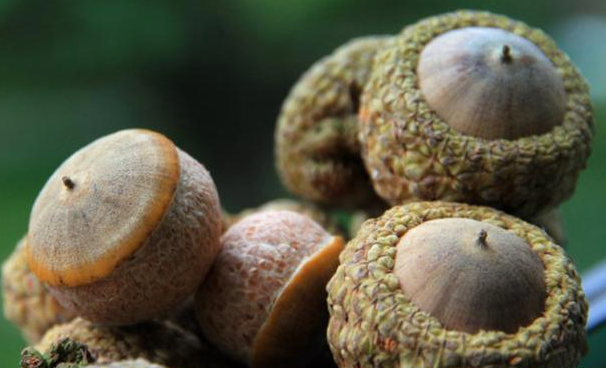 風流果有什么功效作用 風流果有什么用 風流果有什么功效作用 風流果有什么用