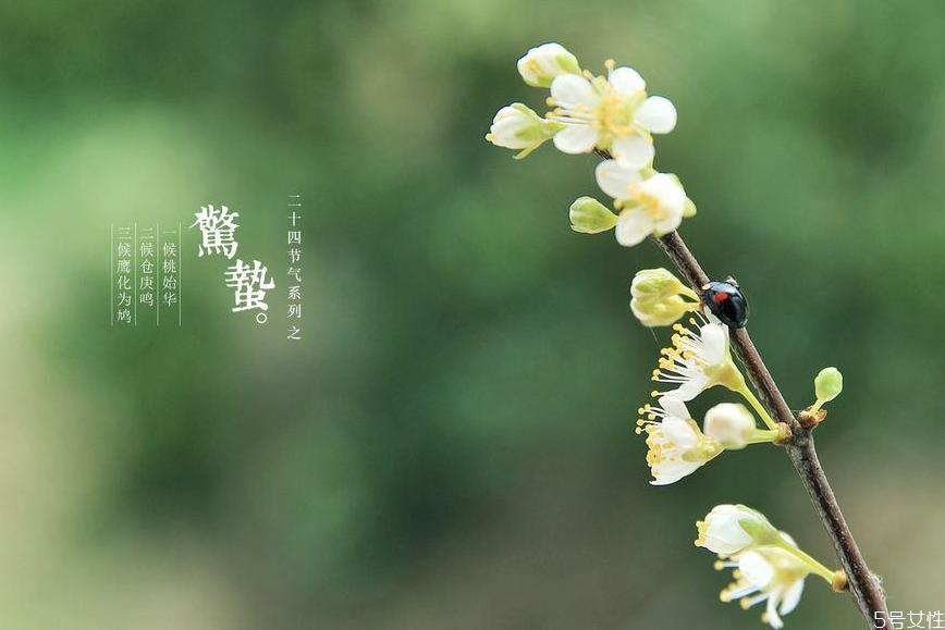 驚蟄的蟄是什么意思 驚蟄的含義和風(fēng)俗 驚蟄的蟄是什么意思 驚蟄的含義和風(fēng)俗