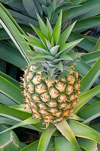 菠蘿和鳳梨怎么區(qū)分 菠蘿和鳳梨有什么區(qū)別一張圖片告訴你 菠蘿和鳳梨怎么區(qū)分 菠蘿和鳳梨有什么區(qū)別一張圖片告訴你