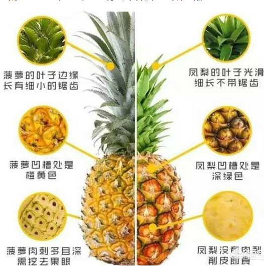 菠蘿和鳳梨怎么區(qū)分 菠蘿和鳳梨有什么區(qū)別一張圖片告訴你 菠蘿和鳳梨怎么區(qū)分 菠蘿和鳳梨有什么區(qū)別一張圖片告訴你