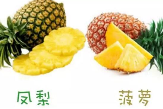 菠蘿和鳳梨的區(qū)別,六個方面教你如何區(qū)分 菠蘿和鳳梨的區(qū)別,六個方面教你如何區(qū)分