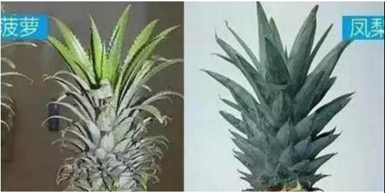 菠蘿和鳳梨的區(qū)別,六個方面教你如何區(qū)分 菠蘿和鳳梨的區(qū)別,六個方面教你如何區(qū)分