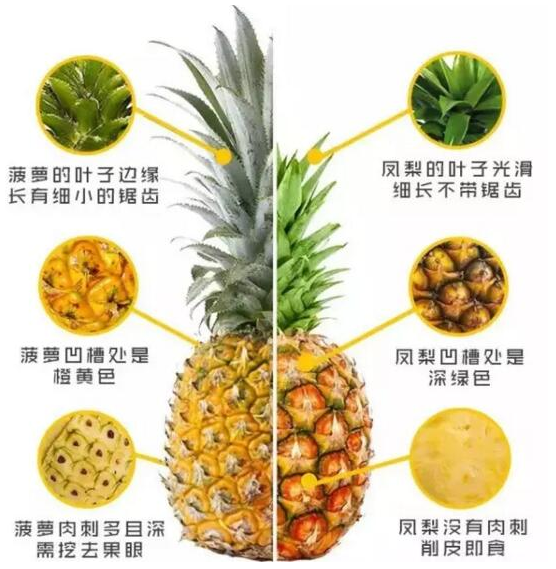 菠蘿和鳳梨到底什么關(guān)系 生物學(xué)上是同一種水果 菠蘿和鳳梨到底什么關(guān)系 生物學(xué)上是同一種水果