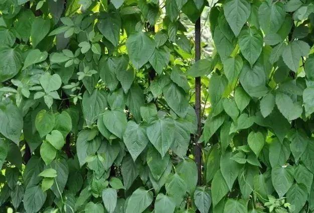 雞屎藤的功效與作用 雞屎藤的功效與作用及食用方法 雞屎藤的功效與作用 雞屎藤的功效與作用及食用方法