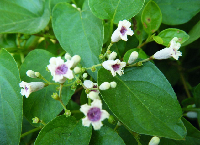 雞屎藤的別名叫什么 雞屎藤還叫什么 雞屎藤的別名叫什么 雞屎藤還叫什么