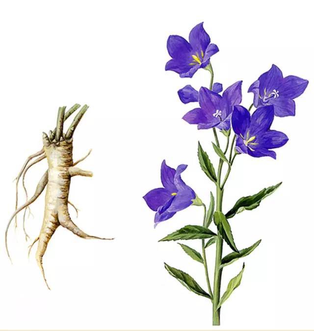 明葉菜的功效與作用 明葉菜圖片與功效 明葉菜的功效與作用 明葉菜圖片與功效