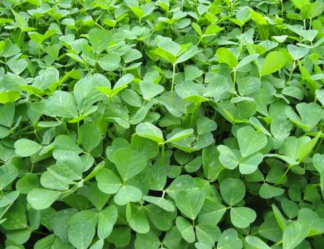 草頭是什么菜 草頭學(xué)名叫什么 草頭是什么菜 草頭學(xué)名叫什么