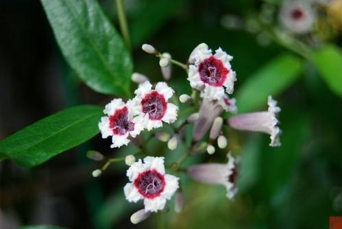 雞屎藤的別名叫什么 雞屎藤還叫什么 雞屎藤的別名叫什么 雞屎藤還叫什么