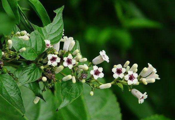 雞屎藤的功效與作用 雞屎藤的功效與作用及食用方法 雞屎藤的功效與作用 雞屎藤的功效與作用及食用方法