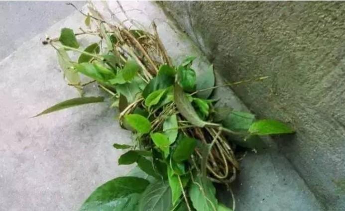 雞屎藤治療痛風怎么用 雞屎藤治療痛風方子分享 雞屎藤治療痛風怎么用 雞屎藤治療痛風方子分享