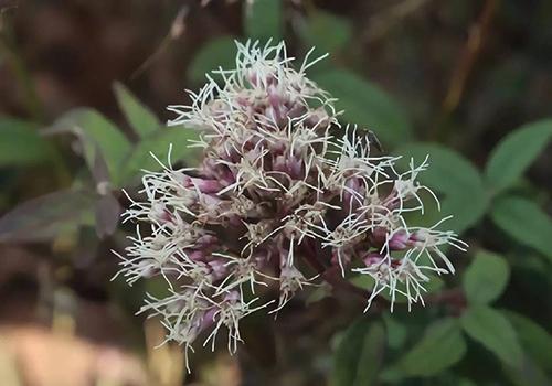 野馬追是什么中藥 野馬追是什么東西 野馬追是什么中藥 野馬追是什么東西